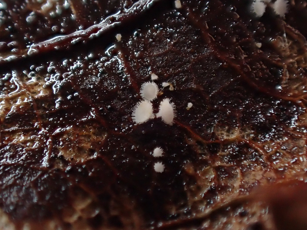 Photo © Sarah Ebdon Incrucibulum ciliare by Sarah Ebdon